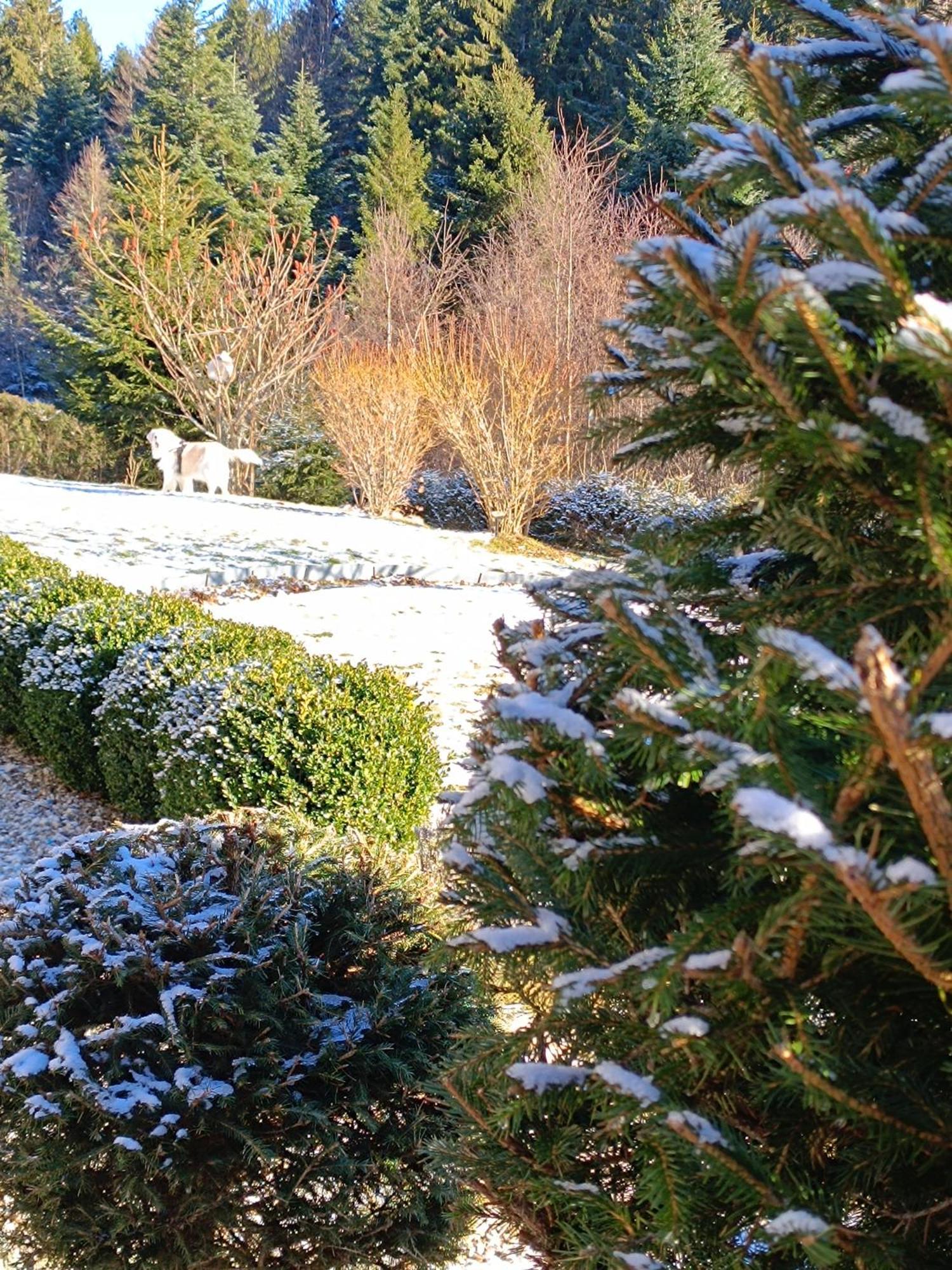 Bed and Breakfast L'Eden De Floridylle Xonrupt-Longemer Esterno foto